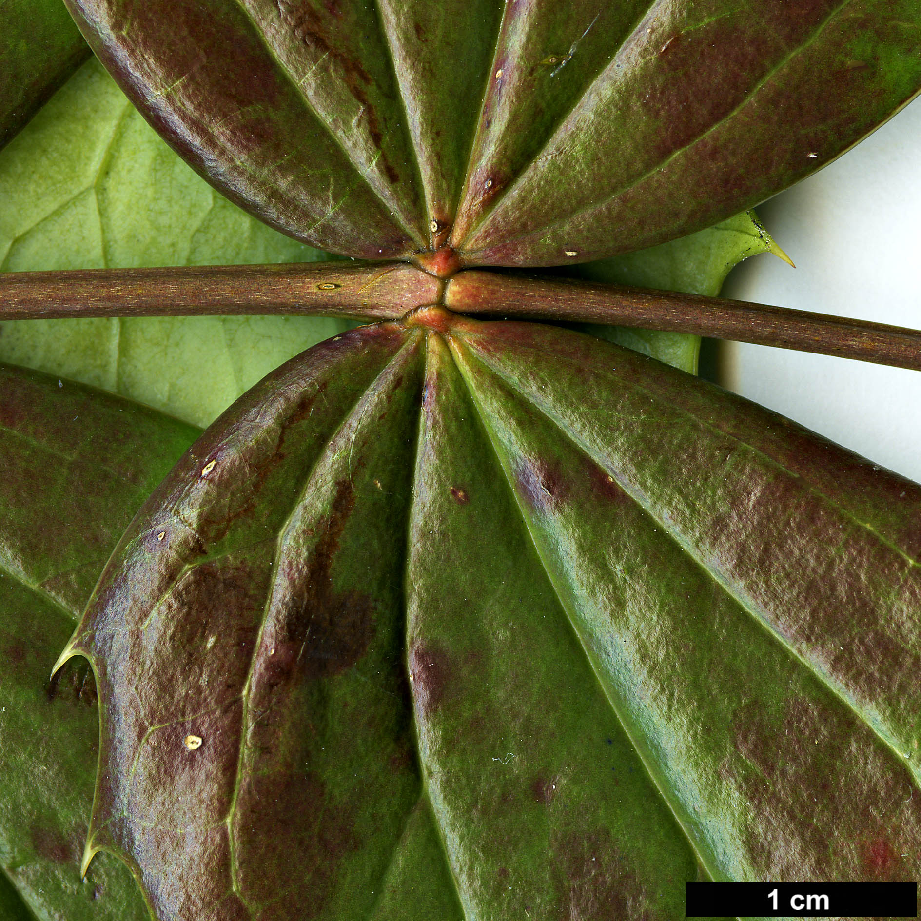 High resolution image: Family: Berberidaceae - Genus: Mahonia - Taxon: 'Winter Bronze'